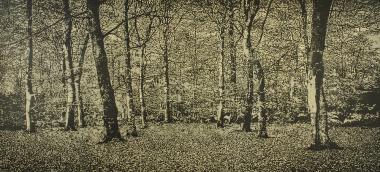 The Beech Wood I